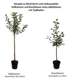 Karneval Ⓢ Malus Domestica `Karneval´ 6 Karneval Ⓢ Malus Domestica `Karneval´ -Baumwelt Verkaufsgeschäft 0 Baumformen Buschbaum und HalbstammBdD7WJ0ttjjFf