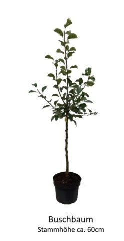 Rosette® Malus Domestica -Baumwelt Verkaufsgeschäft 0 Baumformen Buschbaum7a73FmYDHOZC2