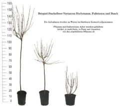 Tatjana, Grün, Fast Stachellos Ribes Uva-crispa `Tatjana´ -Baumwelt Verkaufsgeschäft 1 Beispiel Stachelbeeren Wuchsformen5728MZOmFH4CB