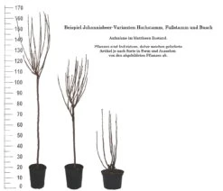 Rolan Ribes Rubrum `Rolan´ 9 Rolan Ribes Rubrum `Rolan´ -Baumwelt Verkaufsgeschäft 1Beispiel Johannisbeere WuchsformenubMxZbmWVRpso