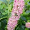 Zimterle - Clethra Clethra Alnifolia 3 Zimterle - Clethra Clethra Alnifolia -Baumwelt Verkaufsgeschäft 20170802 130016