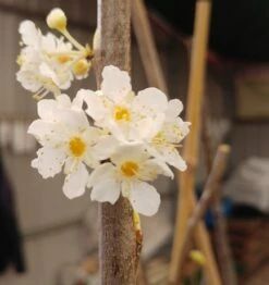 Aprimira Prunus Domestica Subsp. Syriaca `Aprimira´ -Baumwelt Verkaufsgeschäft 20180404 175702