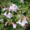 Abelie `Pinky Bells®´ Abelia Grandiflora 6 Abelie `Pinky Bells®´ Abelia Grandiflora -Baumwelt Verkaufsgeschäft Abelia Pinky Bells