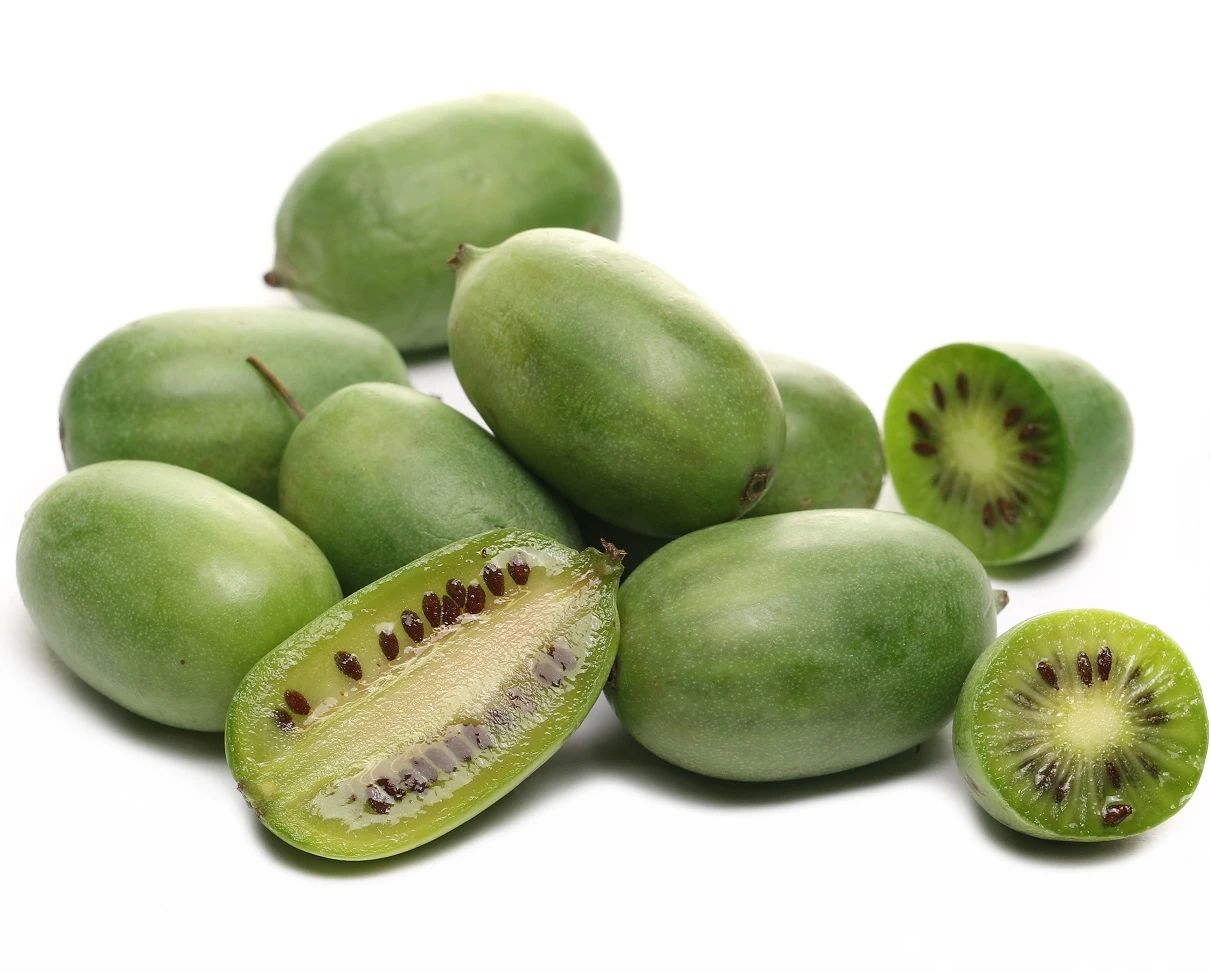 Großrüchtige Bayern-Kiwi `Super Jumbo´ Actinidia Arguta `Super Jumbo´ 1 Großrüchtige Bayern-Kiwi `Super Jumbo´ Actinidia Arguta `Super Jumbo´