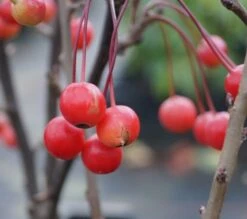 Zwerg-Zierapfel `Adirondack´ Malus ´Adirondack´ -Baumwelt Verkaufsgeschäft Adirondack Frucht Oktober