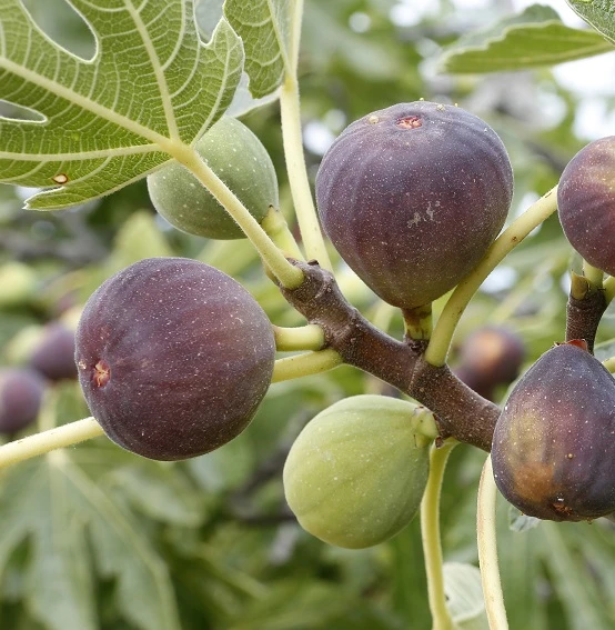 Feige Brown Turkey Ficus Carica `Brown Turkey´ 1 Feige Brown Turkey Ficus Carica `Brown Turkey´