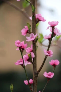 Säulen-Nektarine `Alice Col´ Ⓢ Prunus Nucipersica `Alice Col´ -Baumwelt Verkaufsgeschäft Alice Col Bl te