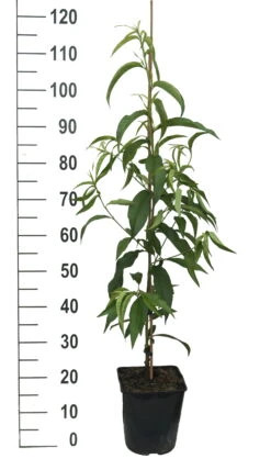 Säulen-Nektarine `Alice Col´ Ⓢ Prunus Nucipersica `Alice Col´ -Baumwelt Verkaufsgeschäft Alice Col weiss