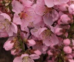 Zwergpfirsich `Amber® Pix ZeeⓈ´ Prunus Persica -Baumwelt Verkaufsgeschäft Amber Pix Zee