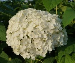 Garten-Hortensie `Incrediball®´ Hydrangea Arborescens -Baumwelt Verkaufsgeschäft Anabelle Hortensie