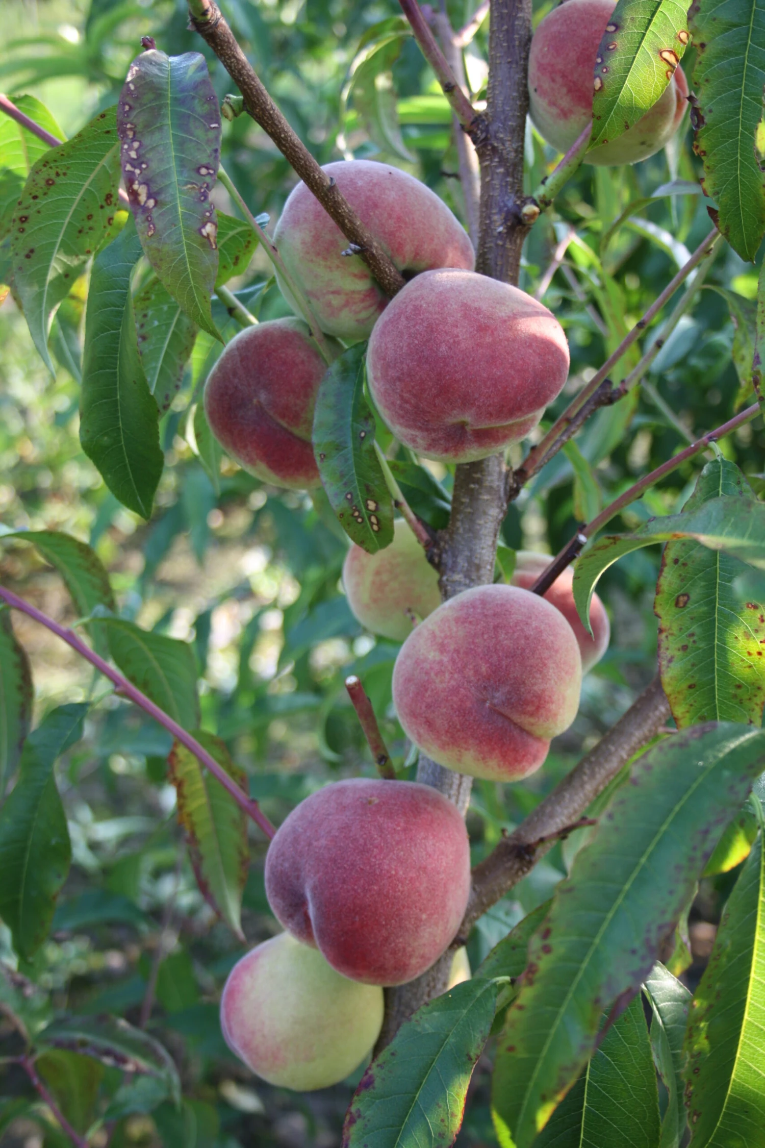 Pfirsich Anneliese Rudolph Prunus Persica `Anneliese Rudolph´ 1 Pfirsich Anneliese Rudolph Prunus Persica `Anneliese Rudolph´