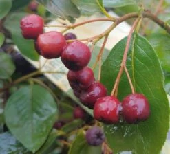 Aronia - Rote Apfelbeere `Brillant´ Aronia Arbutifolia `Brillant´ -Baumwelt Verkaufsgeschäft Apfelbeere Brillant