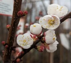 Ungarische Beste Prunus Armeniaca `Ungarische Beste´ -Baumwelt Verkaufsgeschäft Aprikose Bl te