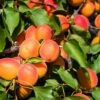 Aprikose `Colorado´ Prunus Armeniaca `Colorado´ -Baumwelt Verkaufsgeschäft Aprikose Colorado1