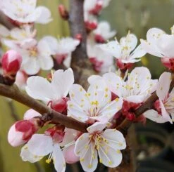 Kompakt Wachsende Aprikose `CompactaⓇ´ Prunus Armeniaca `Compacta´ -Baumwelt Verkaufsgeschäft Aprikose Compacta