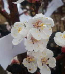 Aprikose Kioto ® Prunus Armeniaca `Kioto´ -Baumwelt Verkaufsgeschäft Aprikosen Bl ten58cf895c8a11b
