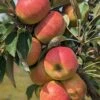 Säulenapfel Arbat ® Malus Domestica -Baumwelt Verkaufsgeschäft Arbat S ulenapfel