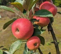 Säulenapfel Arbat ® Malus Domestica -Baumwelt Verkaufsgeschäft Arbat S ulenapfel2