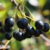 Aronia Aron - Großfrüchtige Apfelbeere Aronia Melanocarpa `Aron´ -Baumwelt Verkaufsgeschäft Aronia
