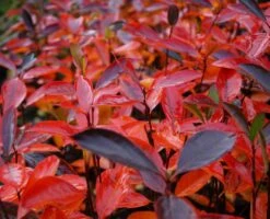 Aronia- Apfelbeere Hugin Aronia Melanocarpa `Hugin´ -Baumwelt Verkaufsgeschäft Aronia Hugin Herbstf rbung