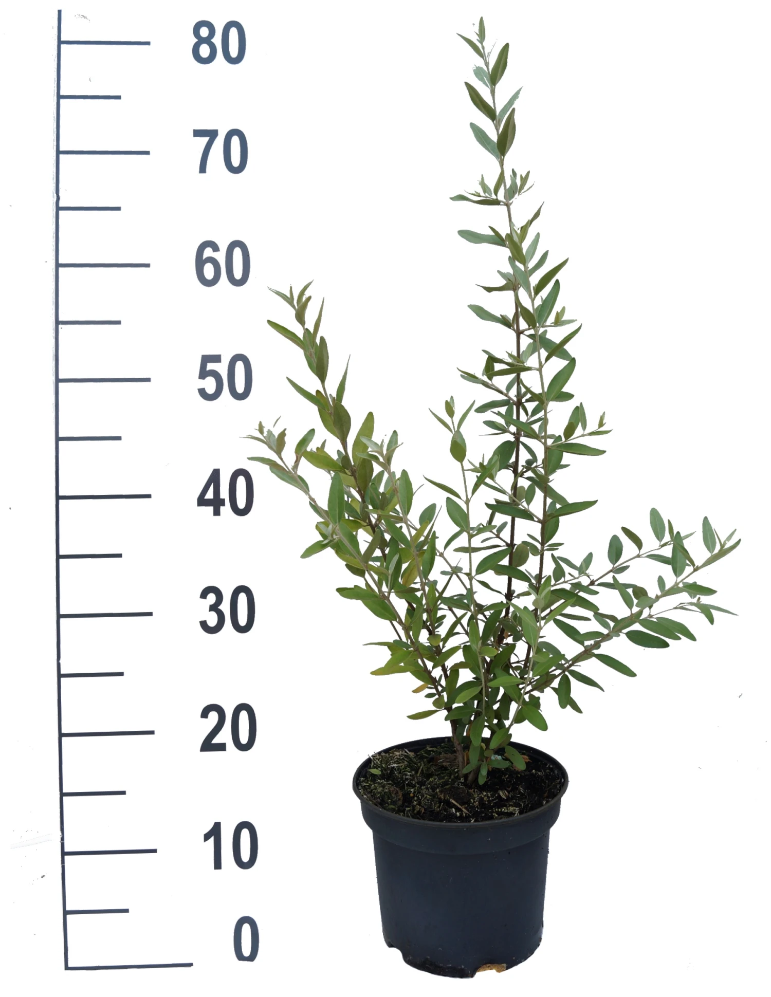 Silberblättrige Büffelbeere Sheperdia Argentea 3 Silberblättrige Büffelbeere Sheperdia Argentea – Bild 3