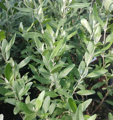 Silberblättrige Büffelbeere Sheperdia Argentea 2 Silberblättrige Büffelbeere Sheperdia Argentea – Bild 2