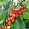 Büttner´s Rote Knorpelkirsche Prunus Avium `Büttner´s Rote Knorpelkirsche´ 9 Büttner´s Rote Knorpelkirsche Prunus Avium `Büttner´s Rote Knorpelkirsche´ -Baumwelt Verkaufsgeschäft B ttners