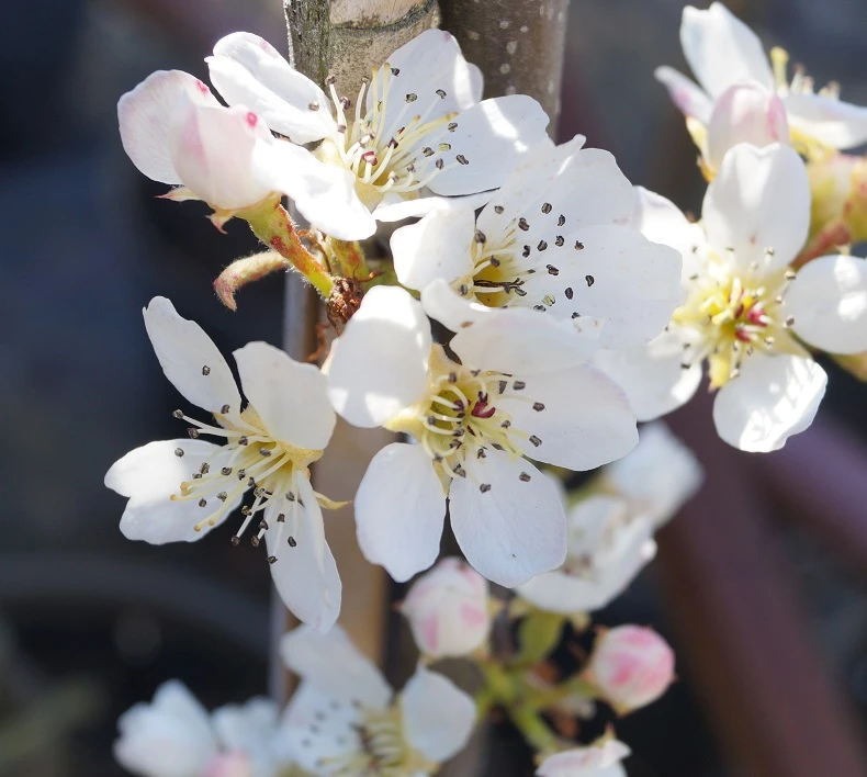 Benita®, Kreuzung Aus Birne Und Nashi Pyrus Pyrifolia `Benita´ 2 Benita®, Kreuzung Aus Birne Und Nashi Pyrus Pyrifolia `Benita´ – Bild 2