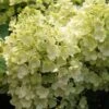 Rispenhortensie `Bobo®´ Hydrangea Paniculata `Bobo´ 6 Rispenhortensie `Bobo®´ Hydrangea Paniculata `Bobo´ -Baumwelt Verkaufsgeschäft BOBO