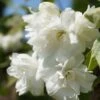 Bauern-Jasmin `Schneesturm´ Philadelphus Coronarius `Schneesturm´ 10 Bauern-Jasmin `Schneesturm´ Philadelphus Coronarius `Schneesturm´ -Baumwelt Verkaufsgeschäft Bauern Jasmin Schneesturm 2
