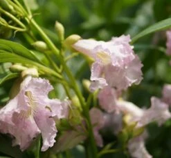 Sommerglocke / Baumoleander `Summer Bells´ Chitalpa Tashkentensis `Summer Bells´ -Baumwelt Verkaufsgeschäft Baumoleander Summer Bells 1