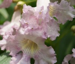 Sommerglocke / Baumoleander `Summer Bells´ Chitalpa Tashkentensis `Summer Bells´ -Baumwelt Verkaufsgeschäft Baumoleander Summer Bells 4