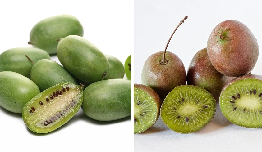 Bayernkiwi 3er-Set Mit Großfrüchtigen Sorten Actinidia Arguta 1 Bayernkiwi 3er-Set Mit Großfrüchtigen Sorten Actinidia Arguta