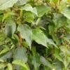 Bayernkiwi Männlich (Befruchtersorte) Actinidia Arguta 5 Bayernkiwi Männlich (Befruchtersorte) Actinidia Arguta -Baumwelt Verkaufsgeschäft Bayernkiwi m nnlich