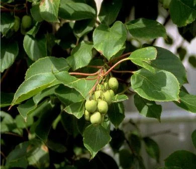 Bayern-Kiwi Set Actinida Arguta 1 Bayern-Kiwi Set Actinida Arguta
