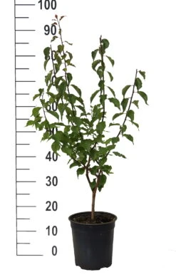 Japanische Zier-Aprikose `Beni-chi-dori´ Prunus Mume `Beni-chi-dori´ 7 Japanische Zier-Aprikose `Beni-chi-dori´ Prunus Mume `Beni-chi-dori´ -Baumwelt Verkaufsgeschäft Beni chi dori Zieraprikose