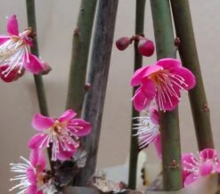 Japanische Zier-Aprikose `Beni-chi-dori´ Prunus Mume `Beni-chi-dori´ 6 Japanische Zier-Aprikose `Beni-chi-dori´ Prunus Mume `Beni-chi-dori´ -Baumwelt Verkaufsgeschäft Benichidori