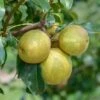 Benita®, Kreuzung Aus Birne Und Nashi Pyrus Pyrifolia `Benita´ 11 Benita®, Kreuzung Aus Birne Und Nashi Pyrus Pyrifolia `Benita´ -Baumwelt Verkaufsgeschäft Benita 2