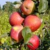 Säulenapfel `Berbat´ Malus Domestica `Berbat´ -Baumwelt Verkaufsgeschäft Berbat