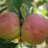 Biesterfelder Renette Malus Domestica -Baumwelt Verkaufsgeschäft Biesterfelder Renette