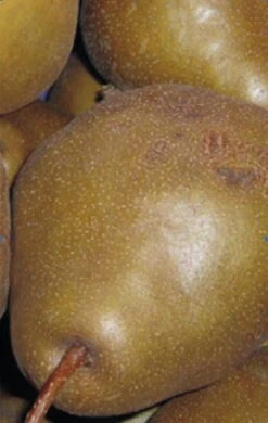 Uta Pyrus Communis `Uta´ -Baumwelt Verkaufsgeschäft Birne UTA