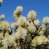 Großer Federbuschstrauch Fothergilla Major -Baumwelt Verkaufsgeschäft Bl te Fothergilla2