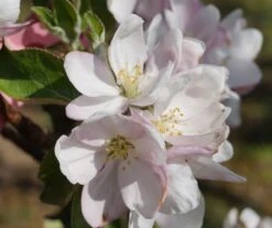 Säulenapfel `Goldcats´ Malus Domestica `Goldcats´ 5 Säulenapfel `Goldcats´ Malus Domestica `Goldcats´ -Baumwelt Verkaufsgeschäft Bl te Goldcats