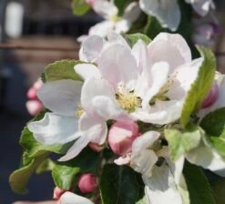 Holsteiner Cox Malus Domestica -Baumwelt Verkaufsgeschäft Bl te Holst Cox