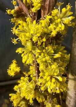 Baumwelt Verkaufsgeschäft -Baumwelt Verkaufsgeschäft Bl te Jolico kornelkirsche