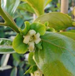 Kaki `Fuyu´ Diospyrus Kaki `Fuyu´ -Baumwelt Verkaufsgeschäft Bl te Kaki Fuyu