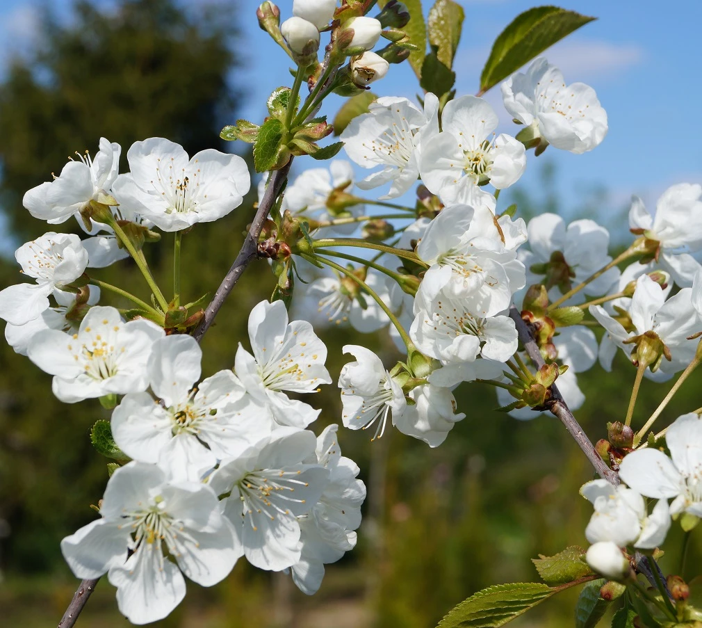 Zwergsauerkirsche Kobold Prunus Cerasus `Kobold´ 2 Zwergsauerkirsche Kobold Prunus Cerasus `Kobold´ – Bild 2