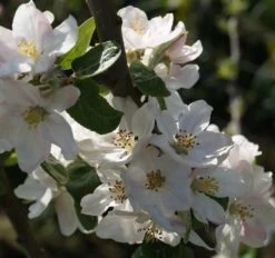 Prinz Albrecht Von Preußen Malus Domestica 8 Prinz Albrecht Von Preußen Malus Domestica -Baumwelt Verkaufsgeschäft Bl te Prinz Albrecht
