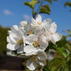 Zierapfel `Red Sentinel´ Malus `Red Sentinel´ -Baumwelt Verkaufsgeschäft Bl te Red Sentinel