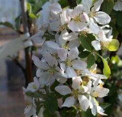 Säulenapfel `Rondo´ Malus Domestica `Rondo´ -Baumwelt Verkaufsgeschäft Bl te Rondo